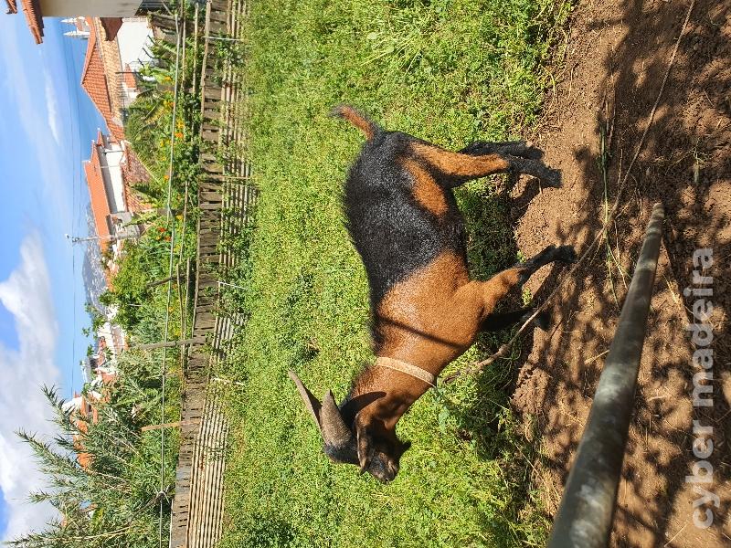 Vendo cabrito