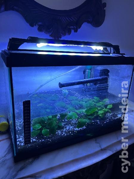 Vendo Aquario + Luz + Aquecedor + Filtro
