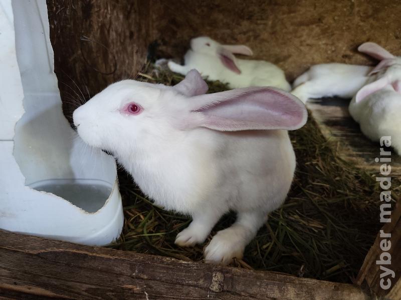Coelhos Raça Grande