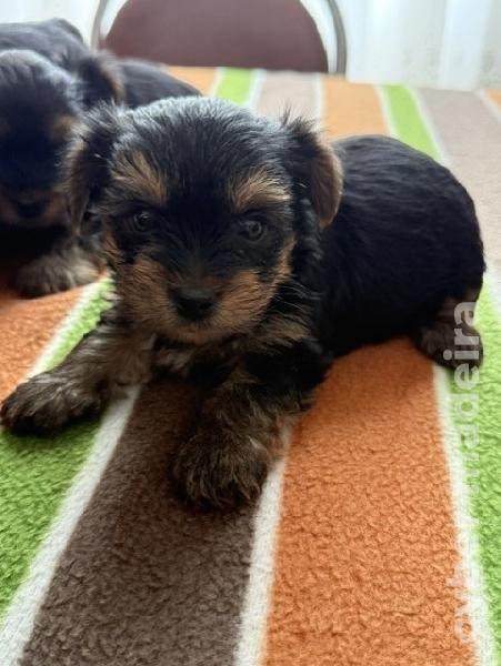Yorkshire Terrier Yorkshire