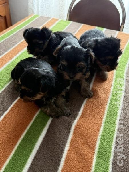 Yorkshire Terrier Yorkshire
