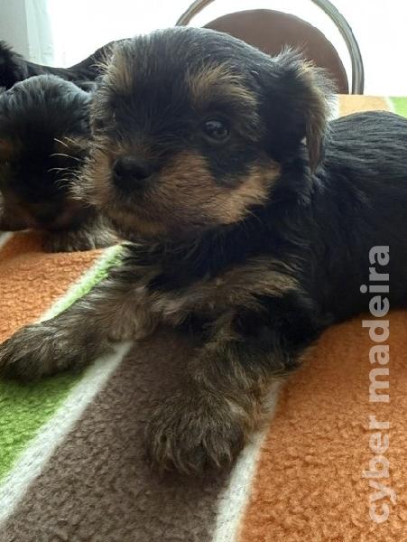 Yorkshire Terrier Yorkshire