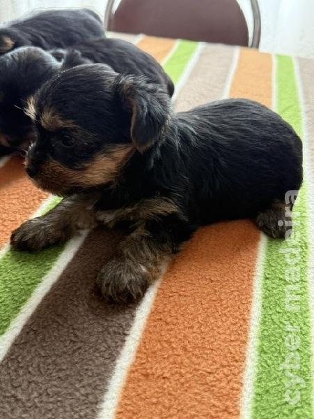 Yorkshire Terrier Yorkshire