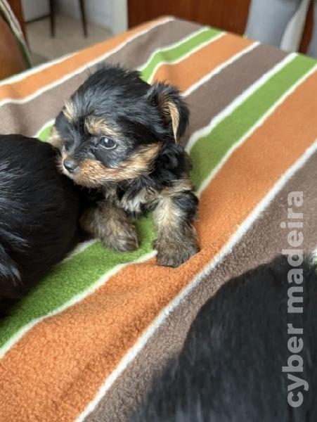 Yorkshire Terrier Yorkshire