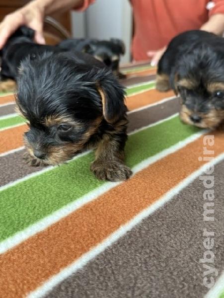 Yorkshire Terrier Yorkshire
