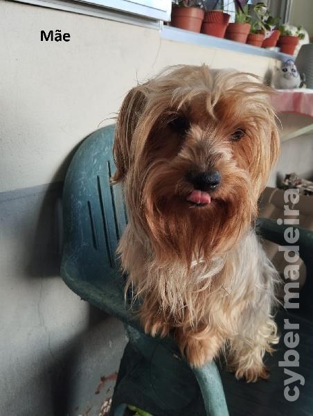 Yorkshire Terrier Yorkshire