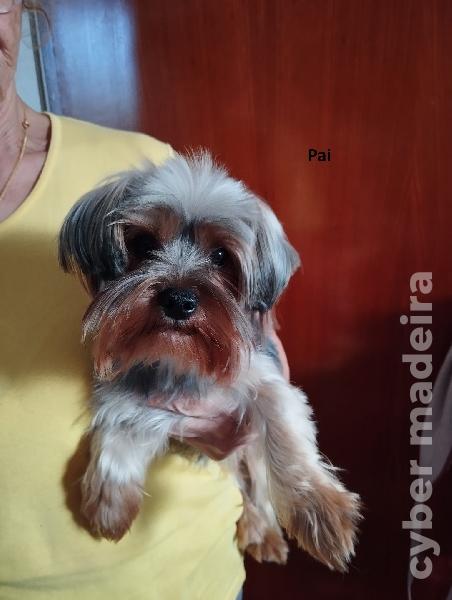 Yorkshire Terrier Yorkshire