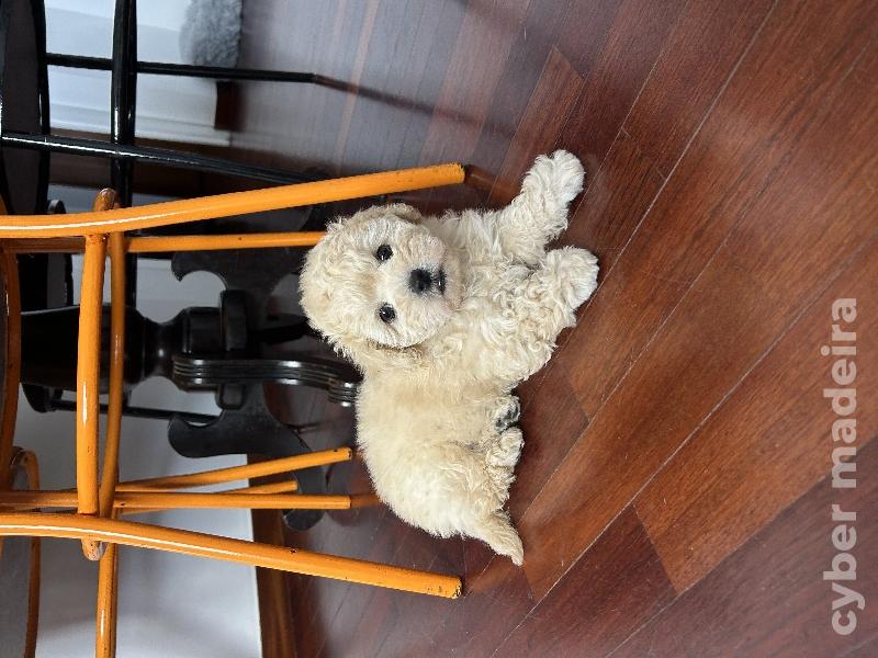 Vendo um caozinho filhote de raça maltipoo