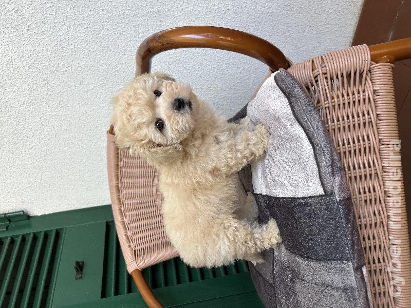 Vendo um caozinho filhote de raça maltipoo