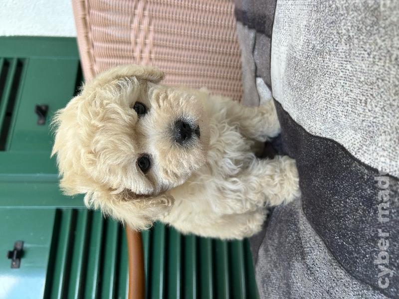 Vendo um caozinho filhote de raça maltipoo
