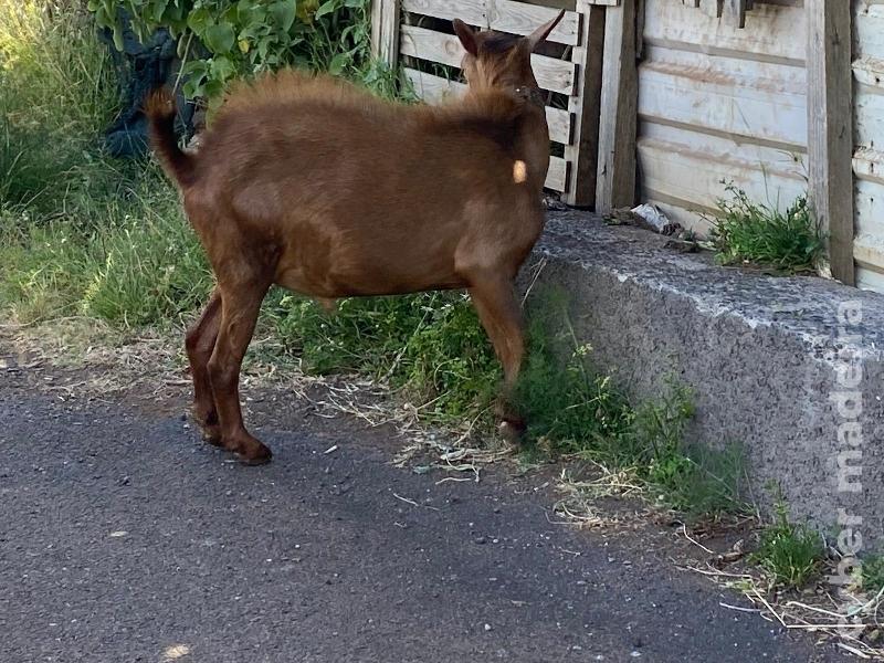 Vendo cabrito