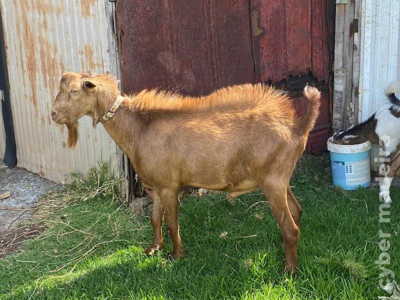 Vendo cabrito