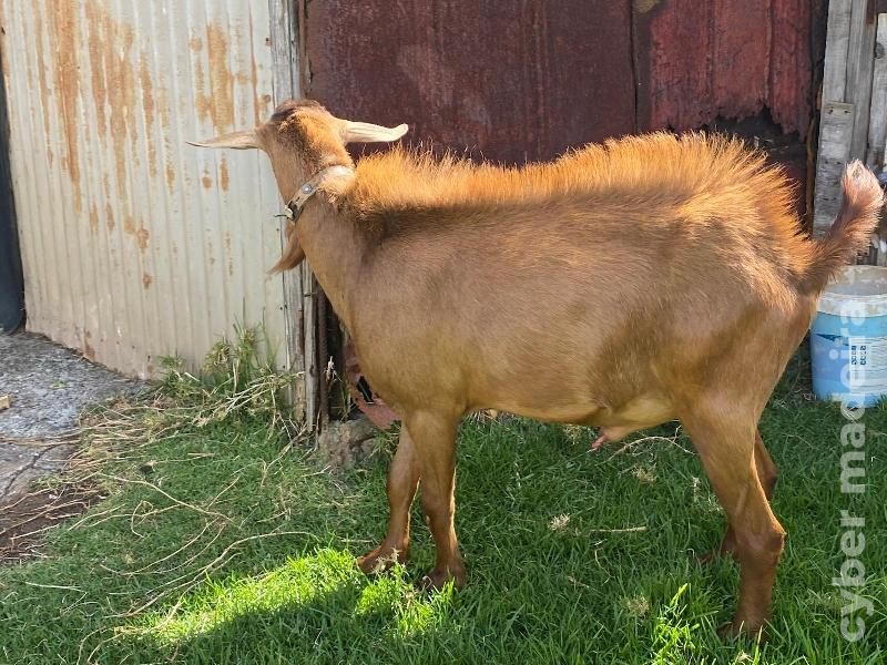 Vendo cabrito