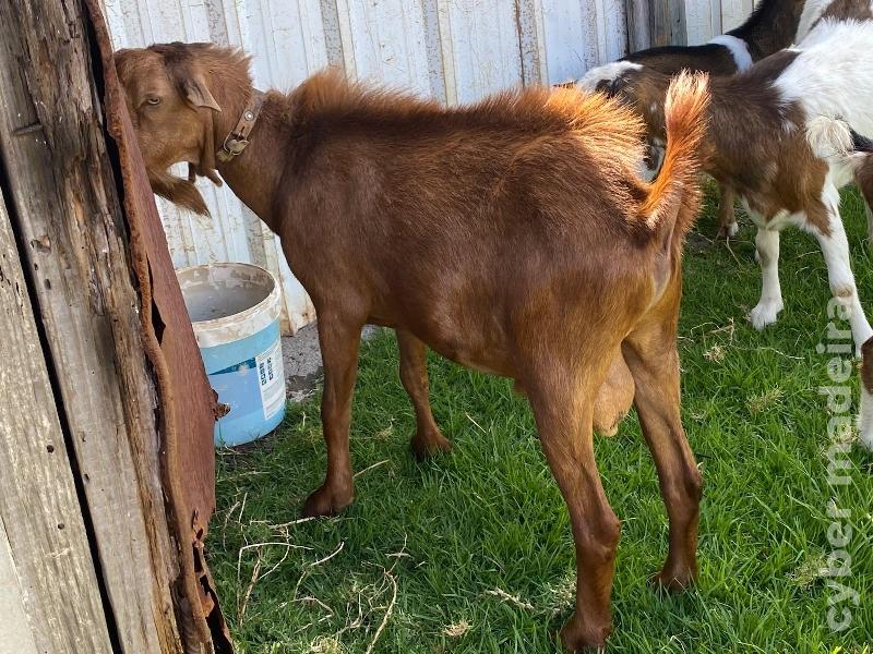 Vendo cabrito