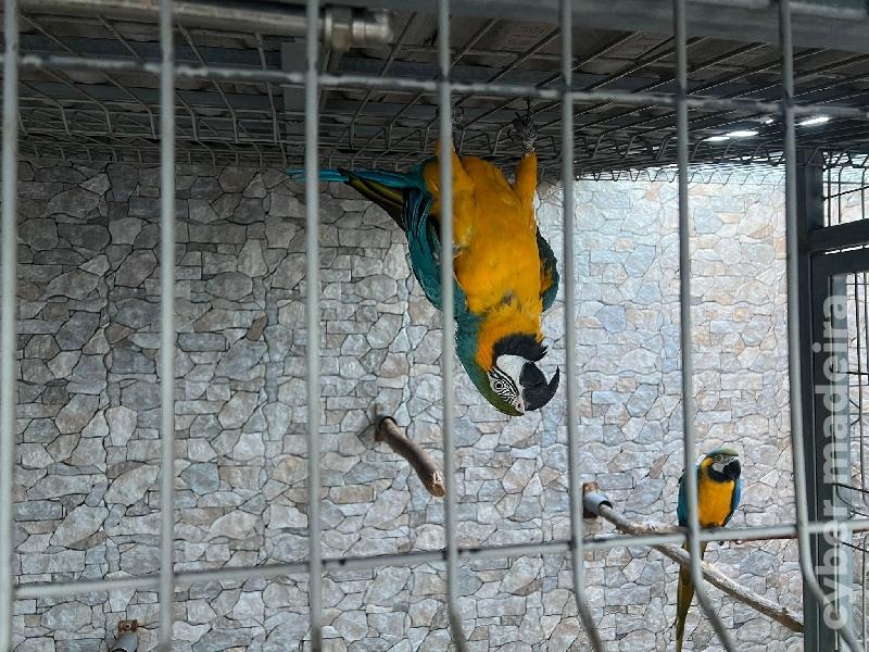 Vendo casal de Araras Arauranas