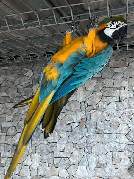 Vendo casal de Araras Arauranas