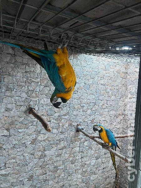 Vendo casal de Araras Arauranas