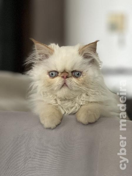 Gatinho Persa Persa
