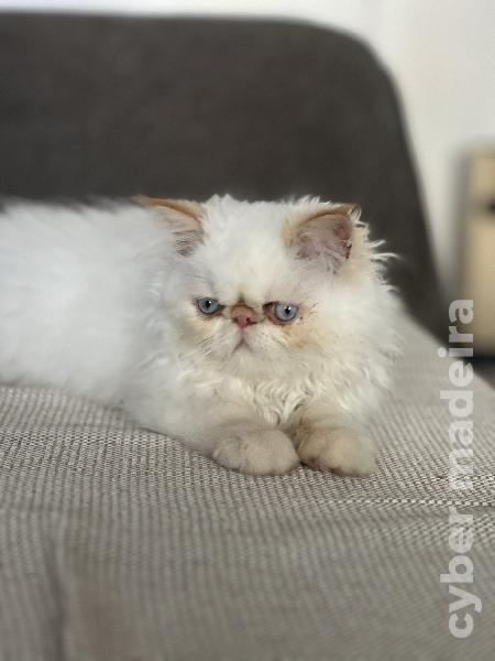 Gatinho Persa Persa