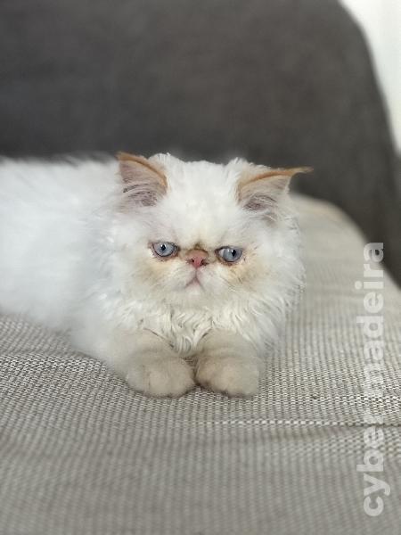 Gatinho Persa Persa