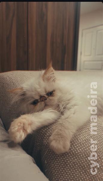 Gatinho Persa Persa