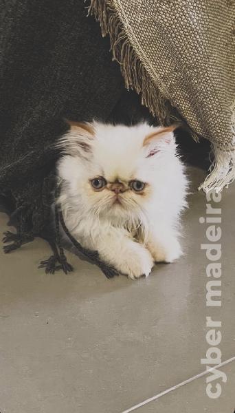 Gatinho Persa Persa