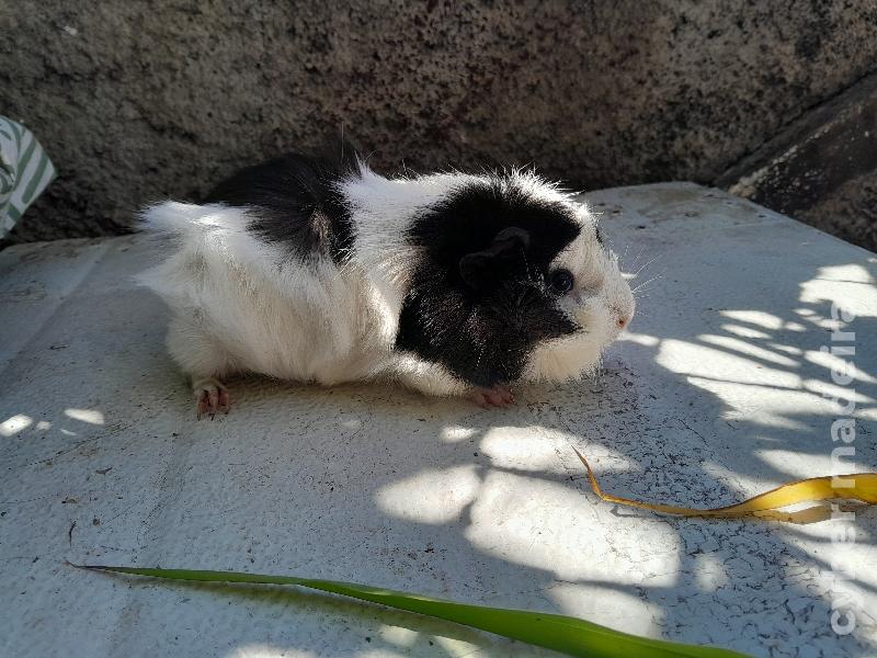 Vendo Porcos da Índia