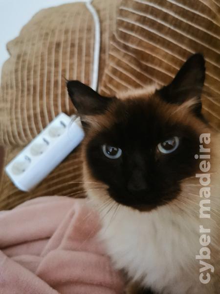 Gato Siamês Siamês