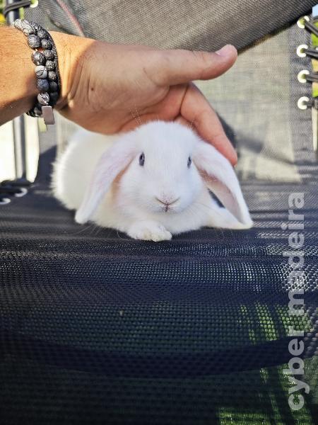 Coelhos anão Holland Lop 2 meses