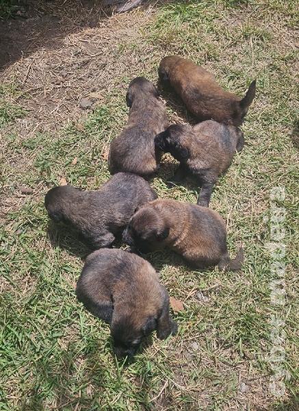 vendo Cães Serra da Estrela