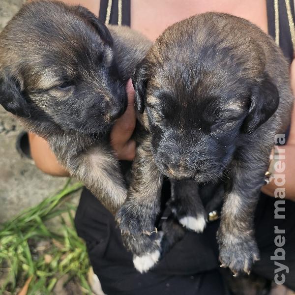 vendo Cães Serra da Estrela