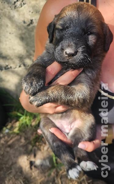 vendo Cães Serra da Estrela