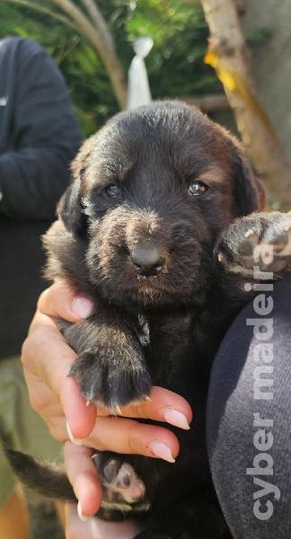 vendo Cães Serra da Estrela