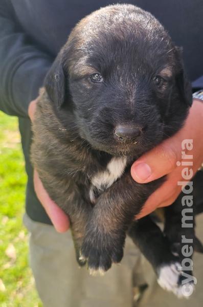 vendo Cães Serra da Estrela