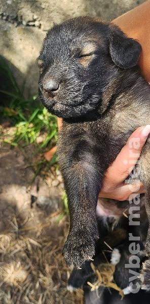 vendo Cães Serra da Estrela