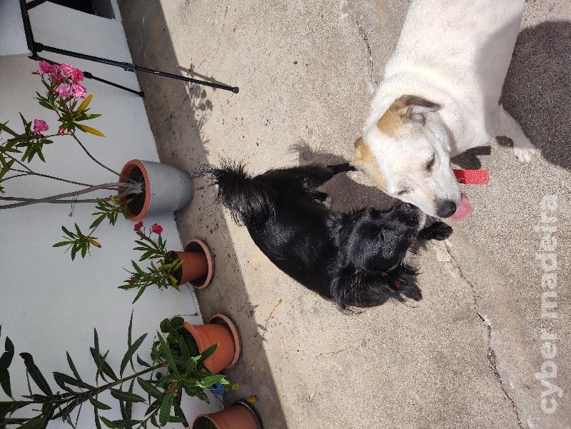 2 cães adoráveis para dar