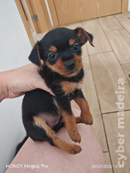 Pinscher/ Yorkshire Yorkshire