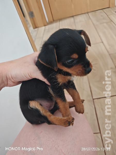 Pinscher/ Yorkshire Yorkshire