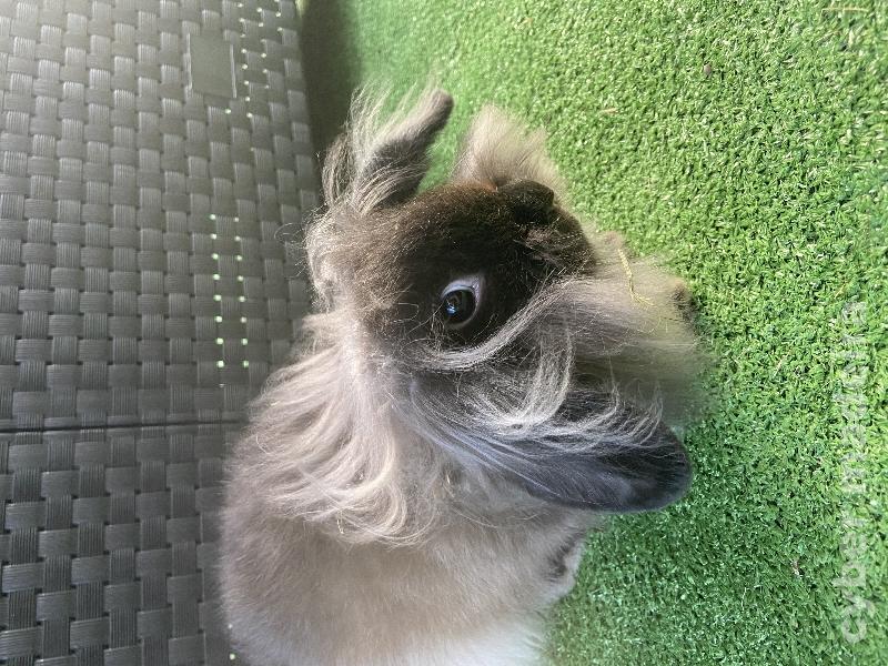 Coelhos anões leões