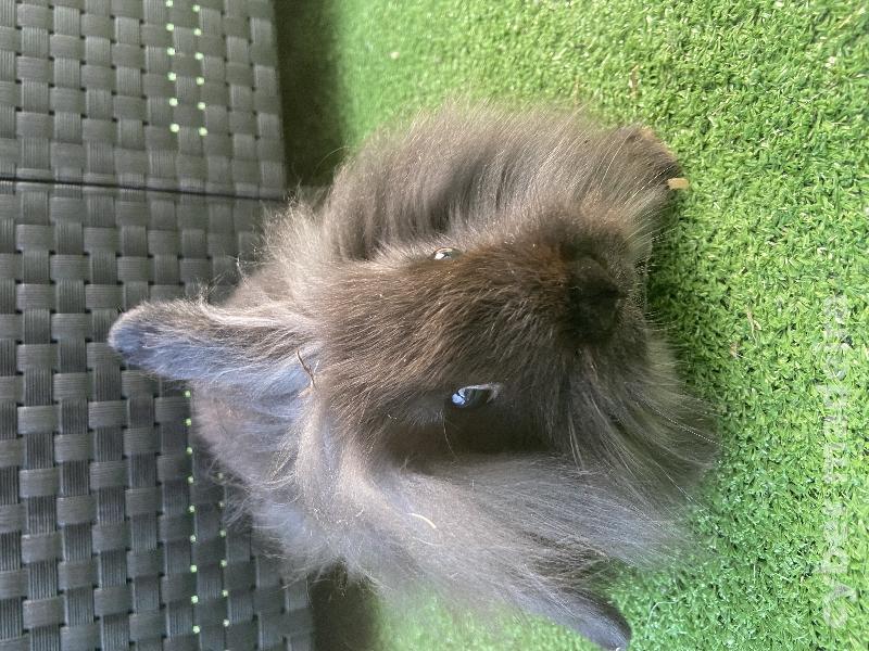 Coelhos anões leões