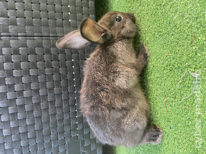 Coelhos anões leões