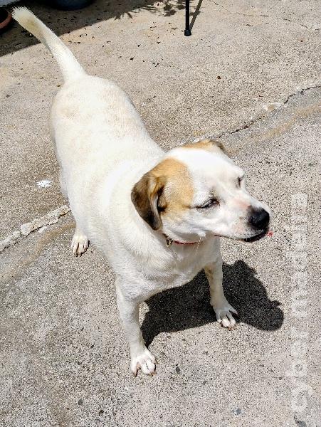 Lovely dog to give away