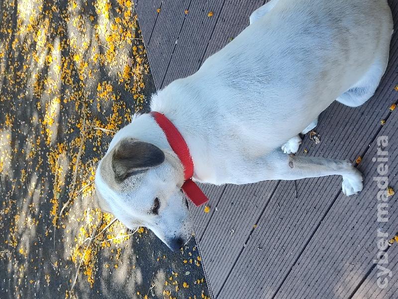 Lovely dog to give away