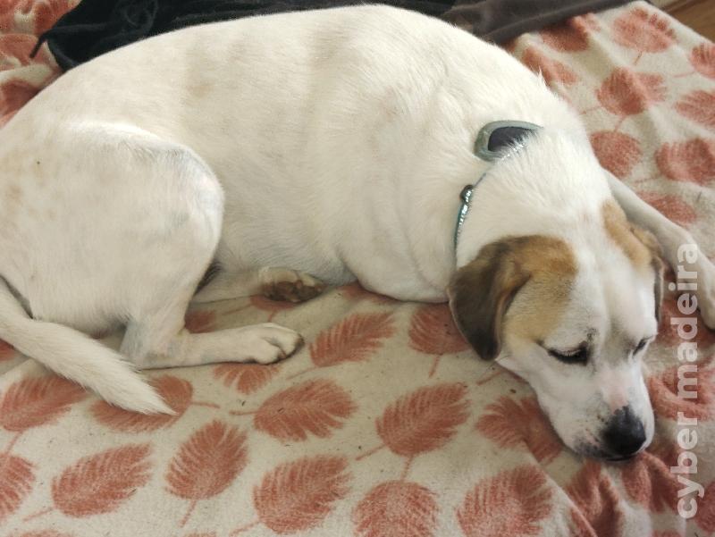 Lovely dog to give away