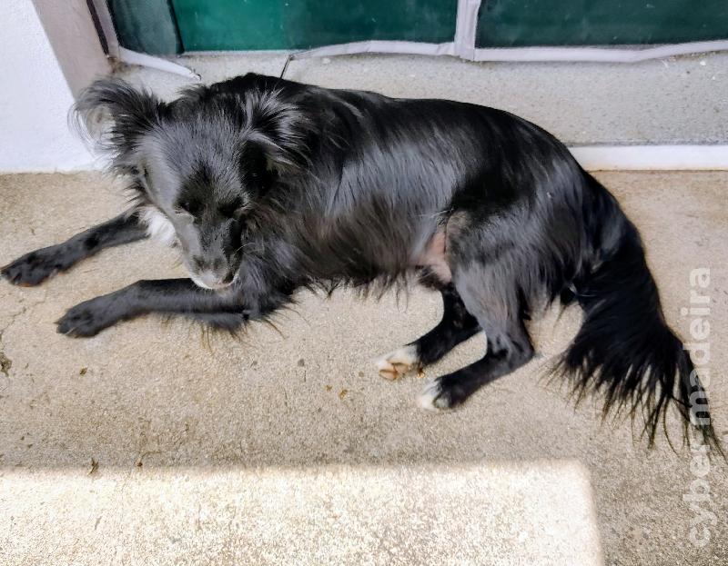 Lovely mixed-breed male dog
