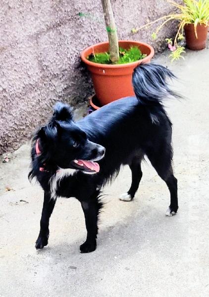 Lovely mixed-breed male dog