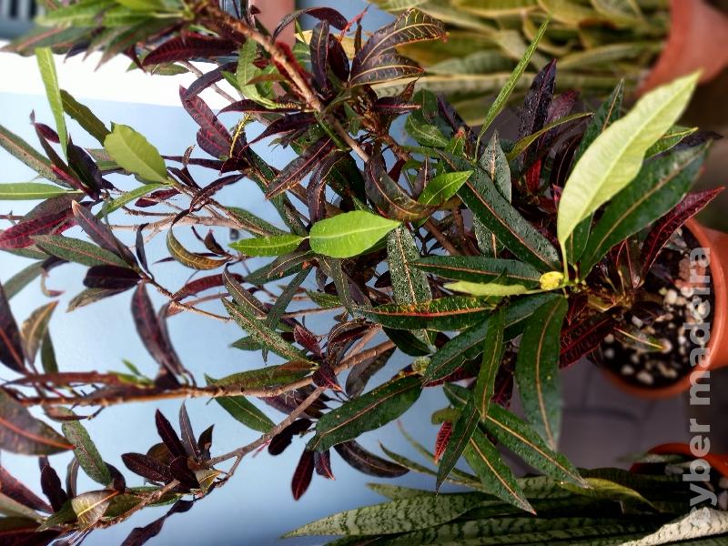 Planta croton