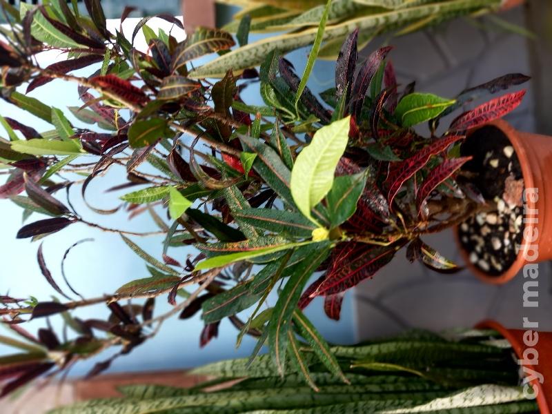 Planta croton