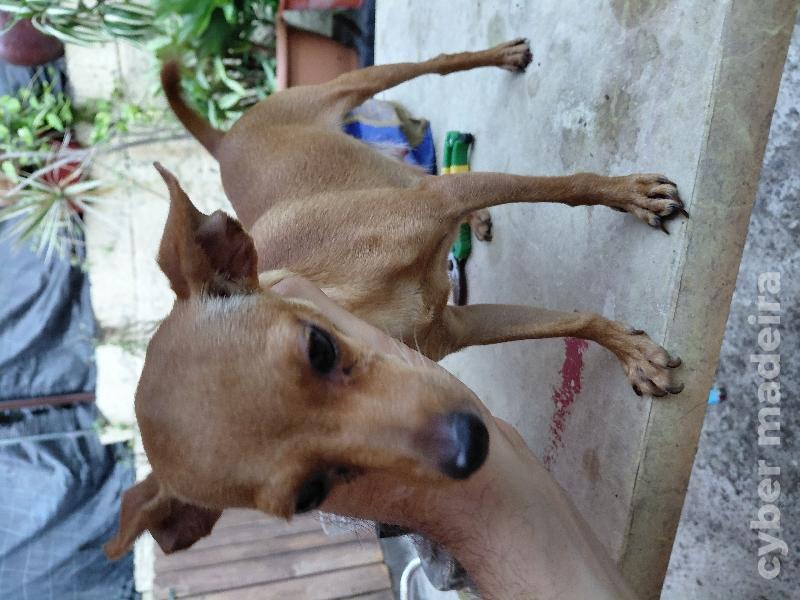 2 femia Pincher para vender Pincher