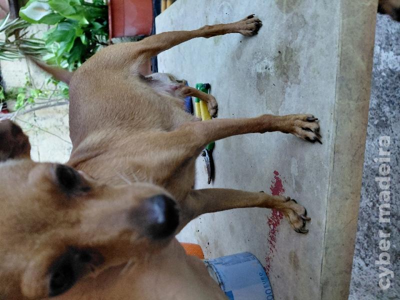2 femia Pincher para vender Pincher